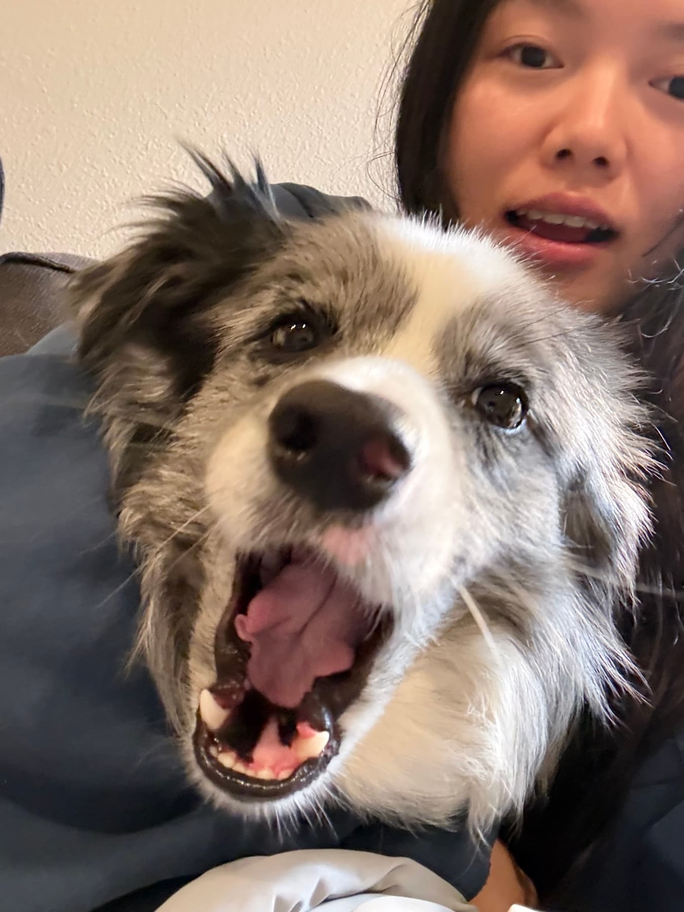 A joyful close-up with a Border Collie