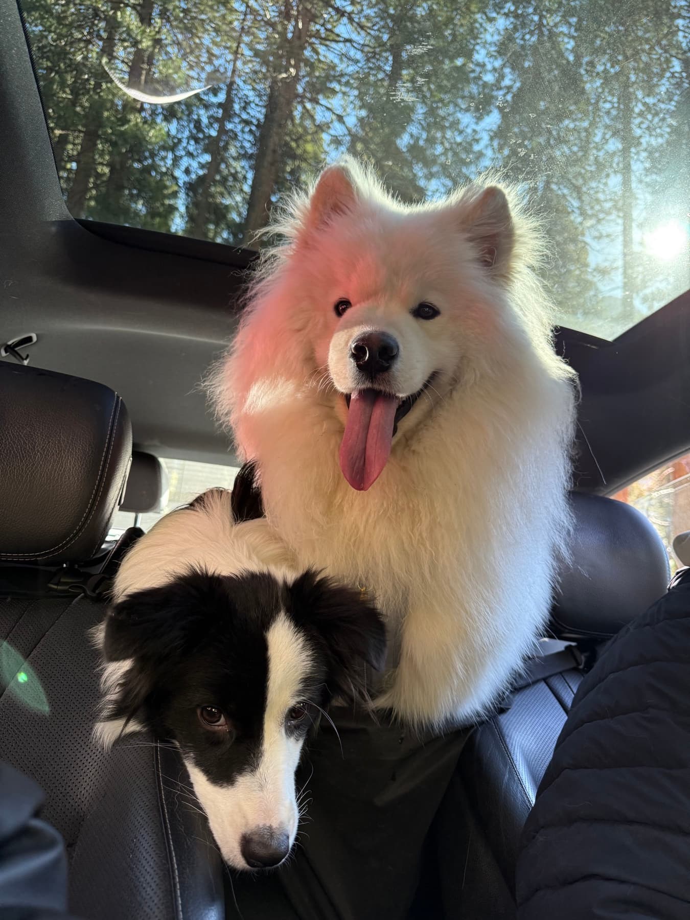 A Samoyed and Border Collie enjoying a sunny ride