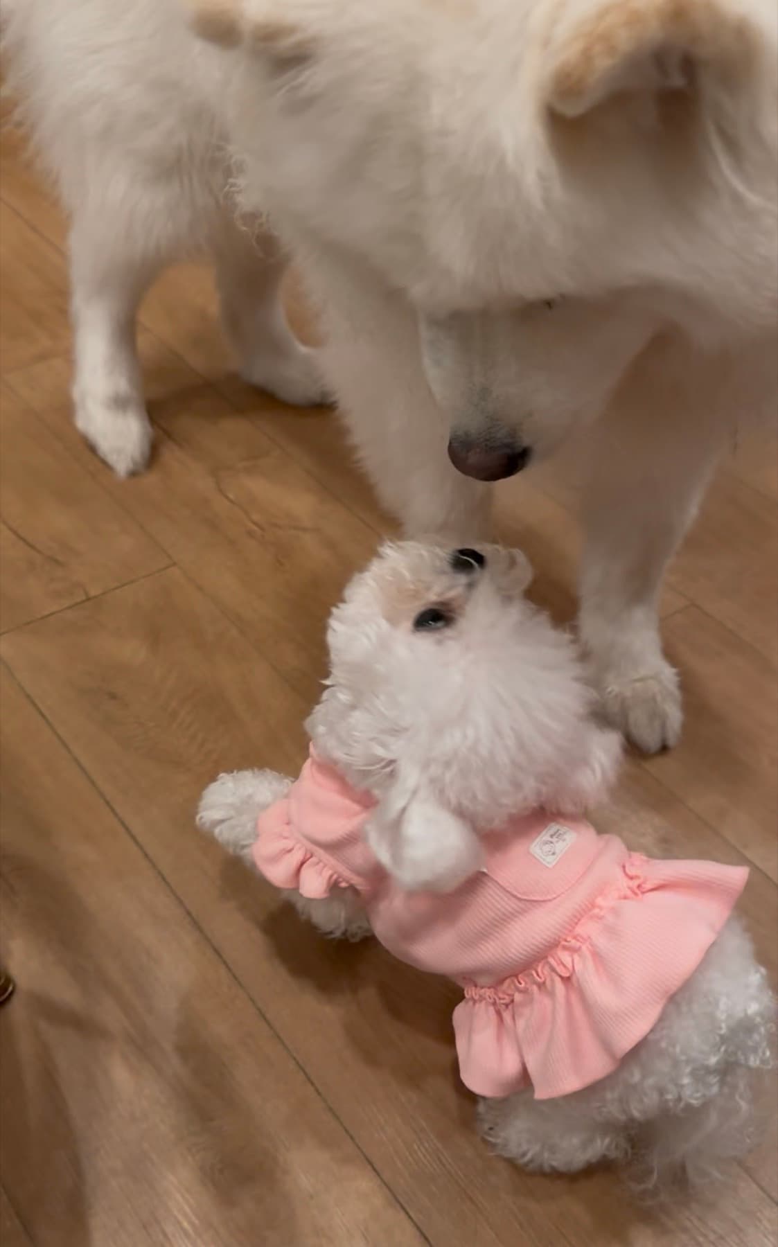 A gentle hello between a Samoyed and a tiny Bichon