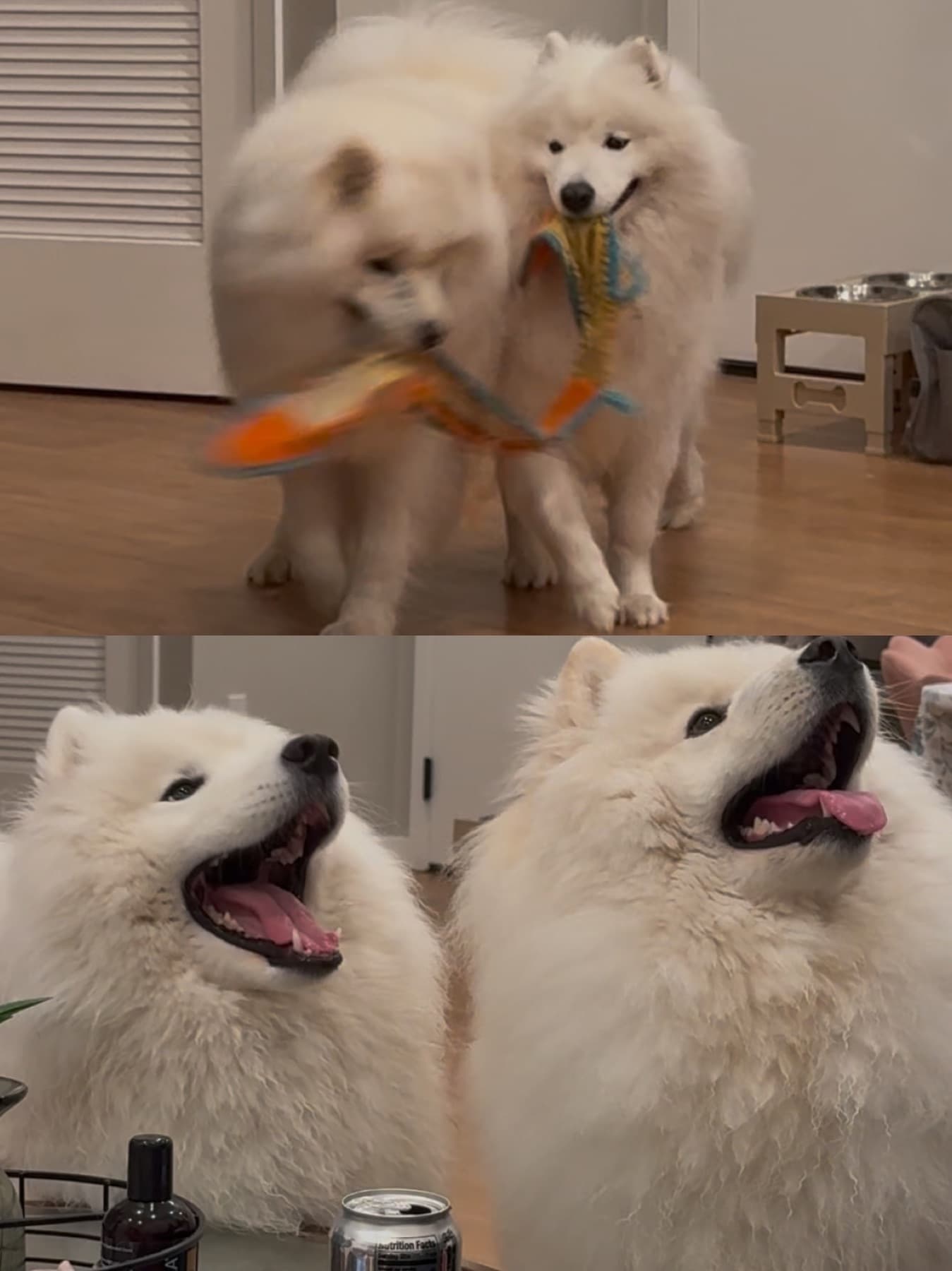 Two playful Samoyeds sharing their favorite toy