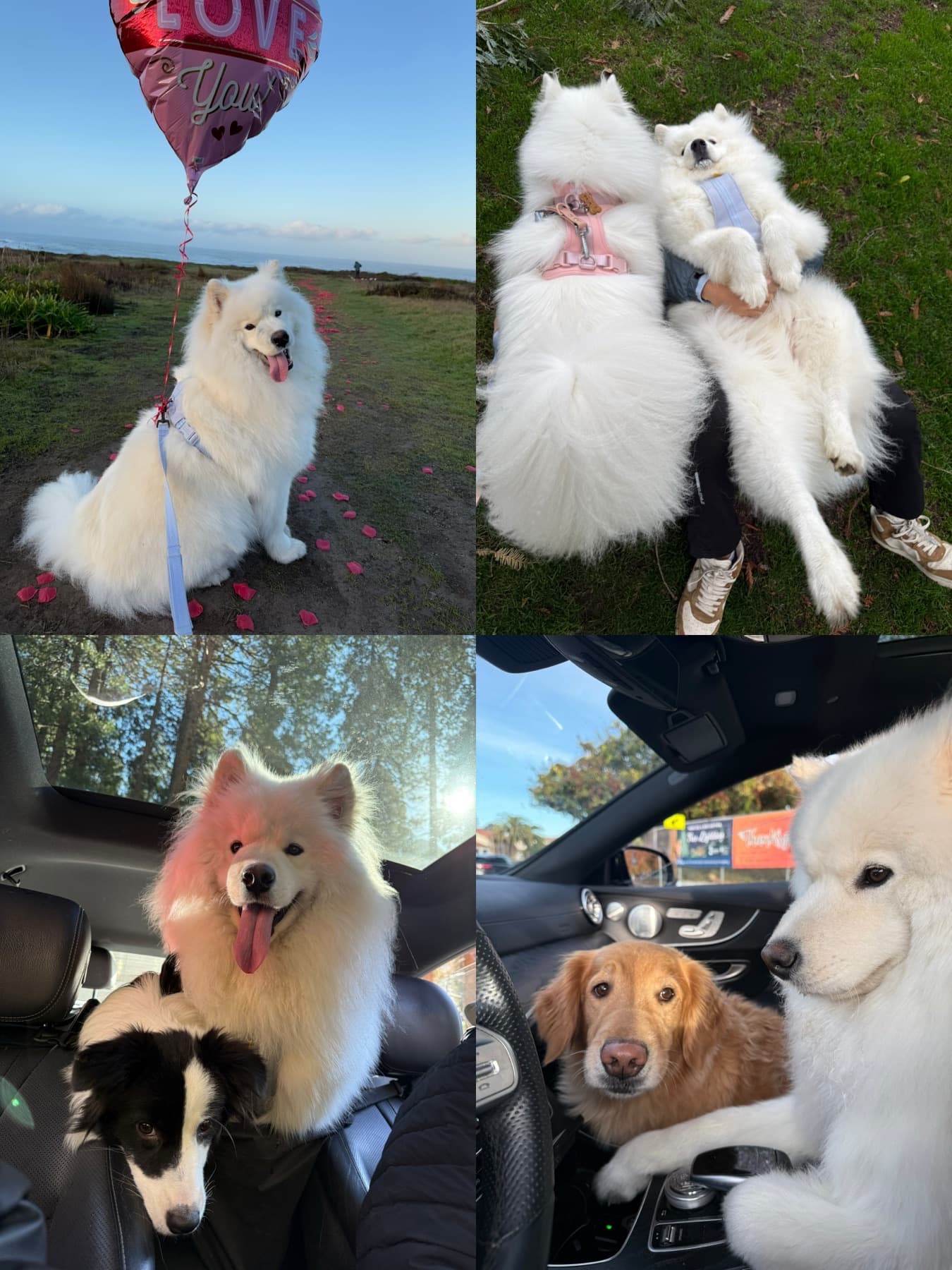A collage of outdoor adventures and dog friendships