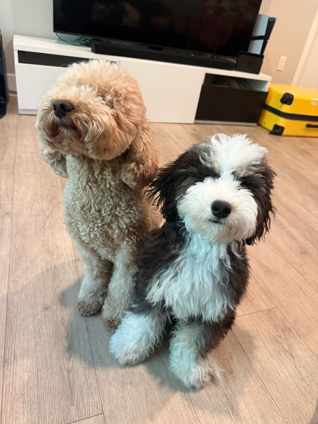 Two fluffy Doodles waiting patiently together