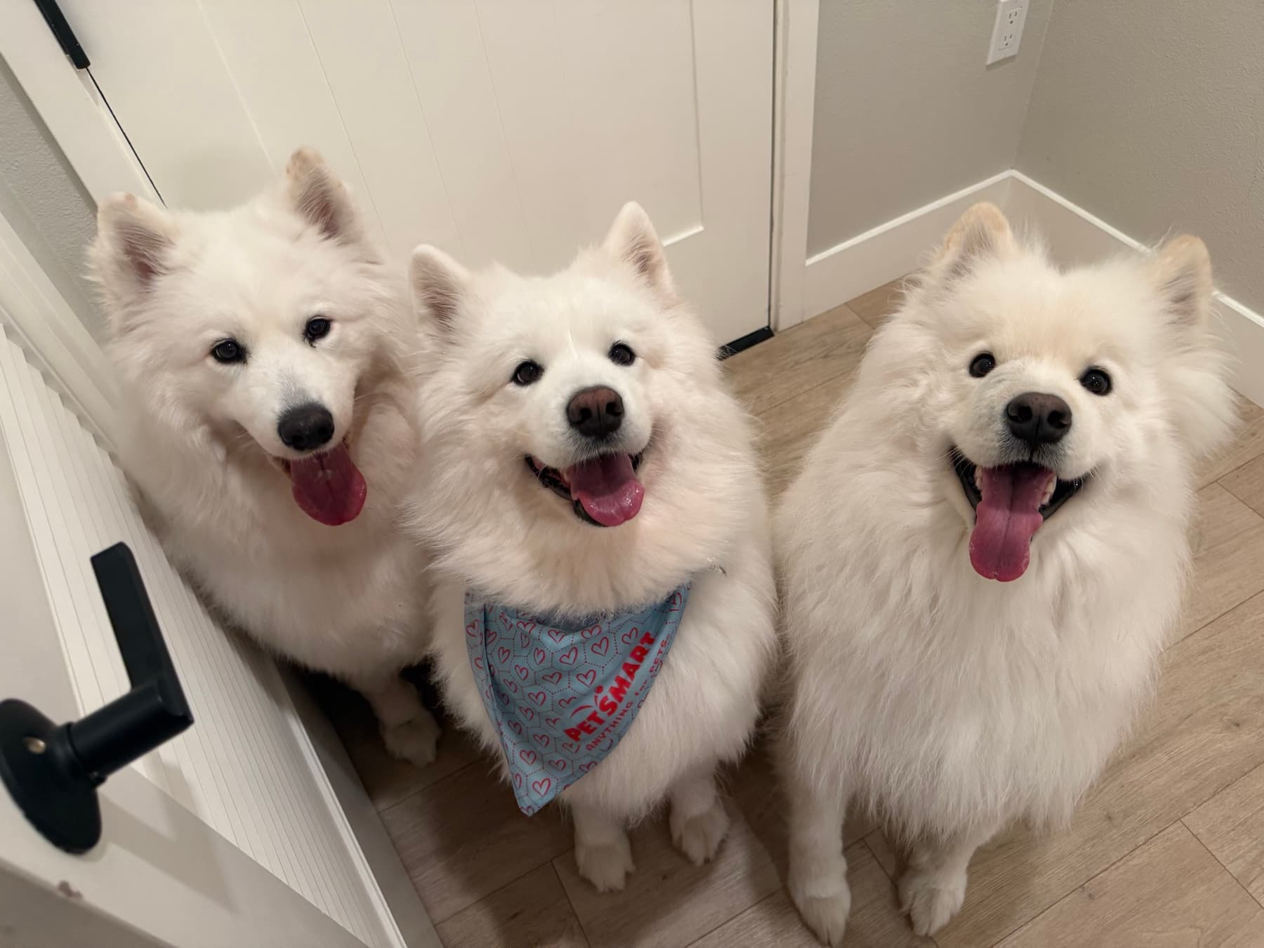 Three smiling Samoyeds gathered at the door