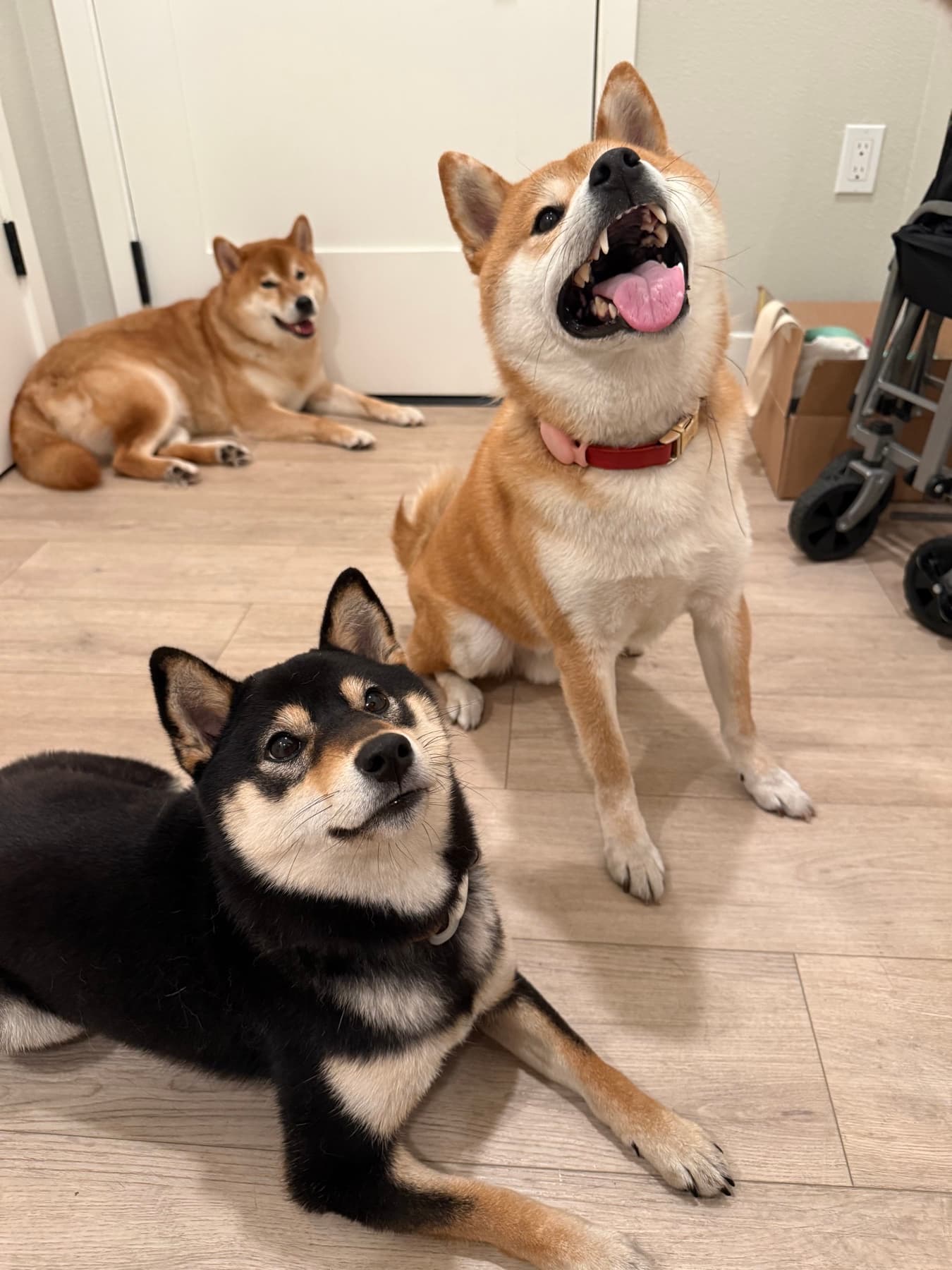 Three Shiba Inus relaxing and posing together