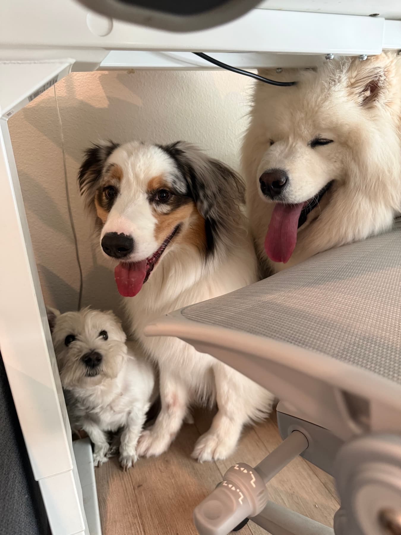 Three friends finding a cozy spot under the desk