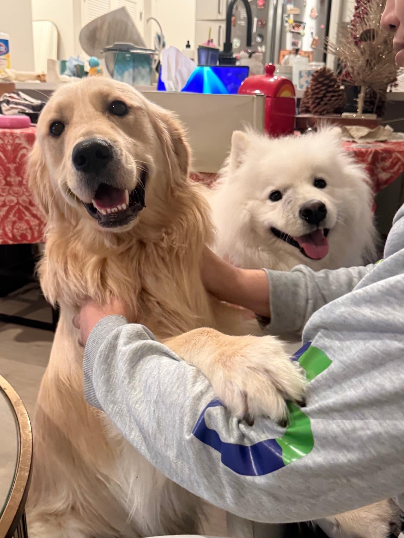 A Golden Retriever and Samoyed sharing a cuddle