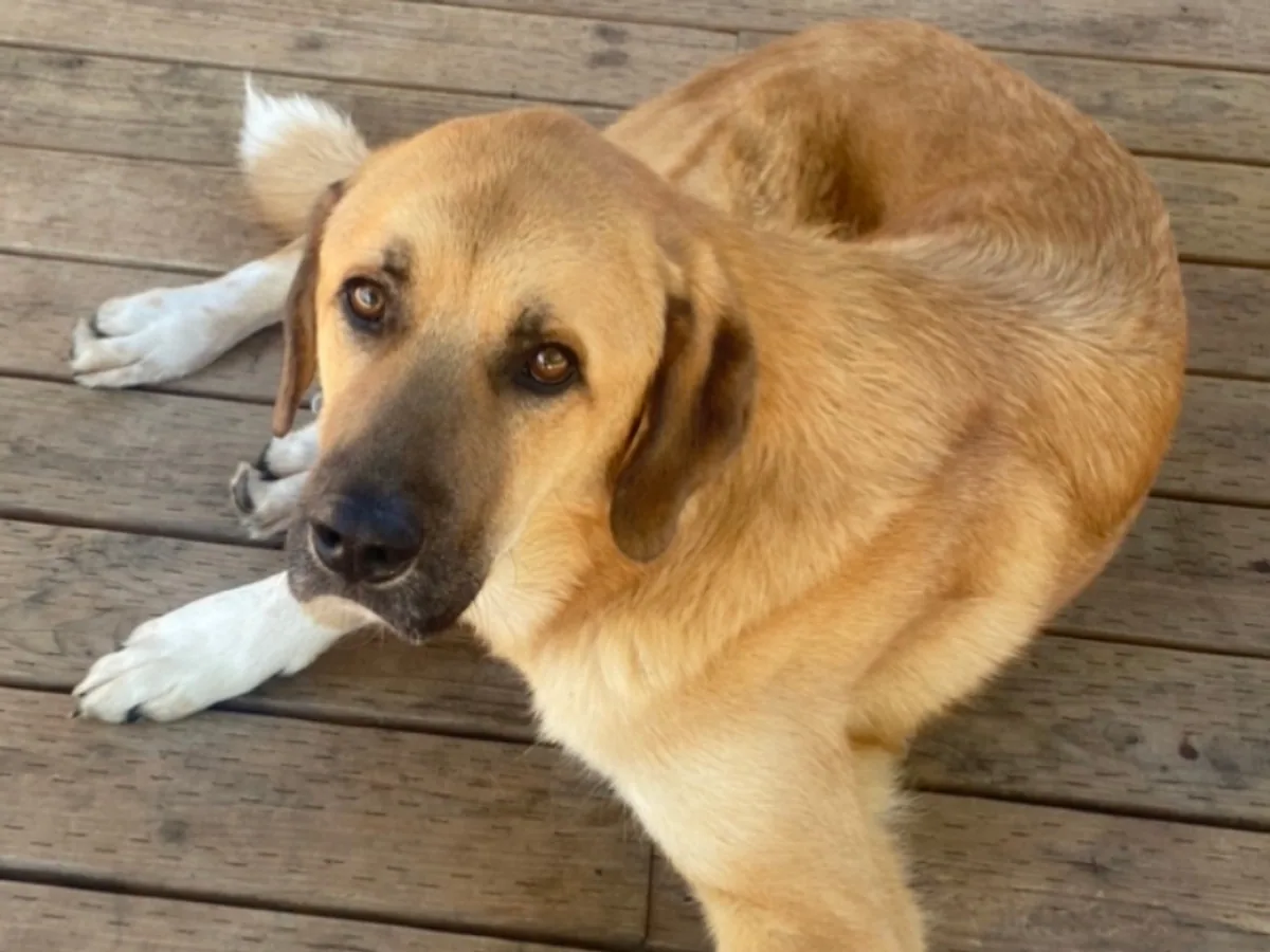 Anatolian Shepherd