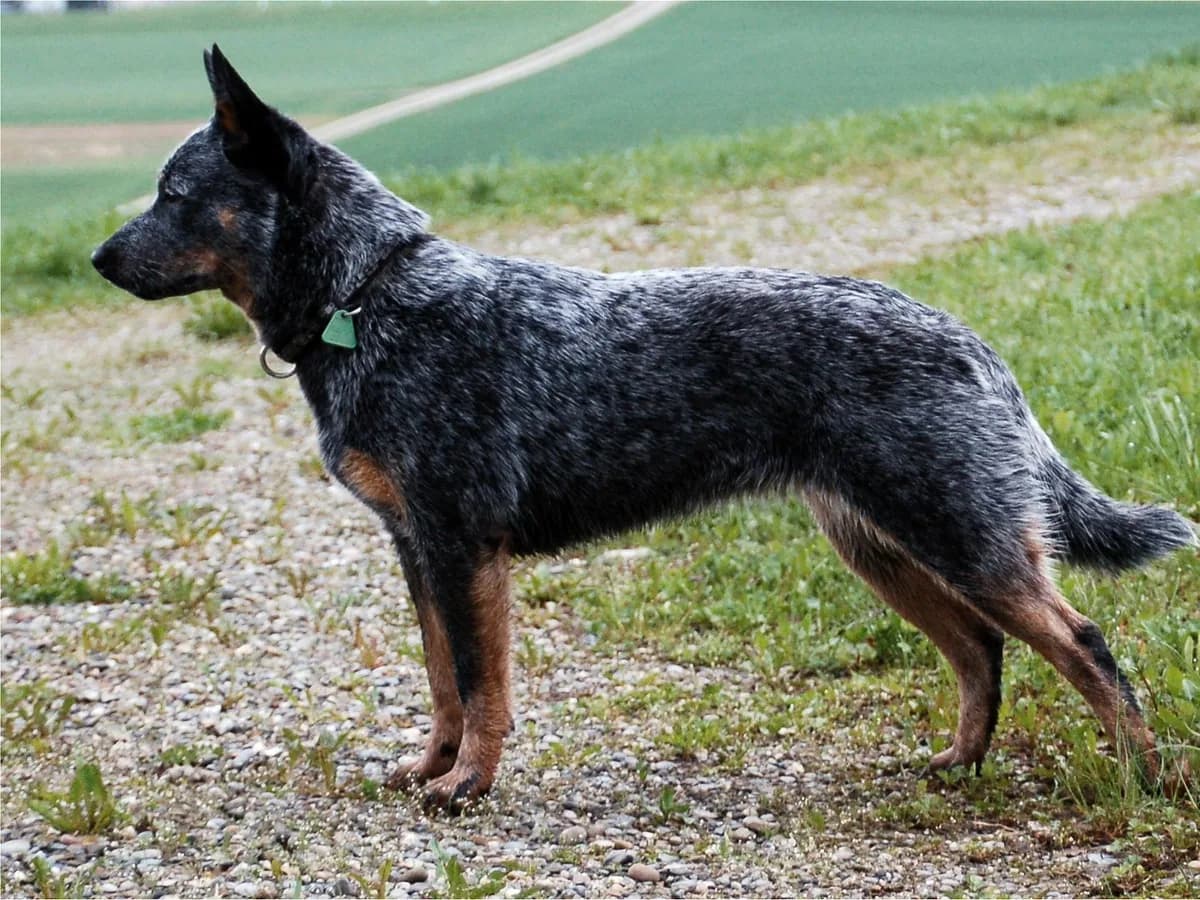 Australian Cattle Dog