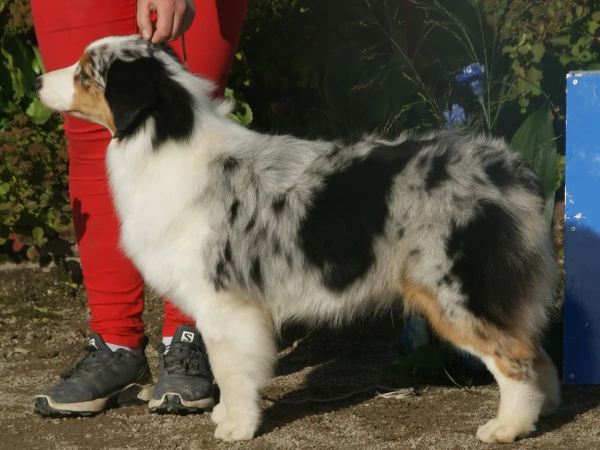 Australian Shepherd