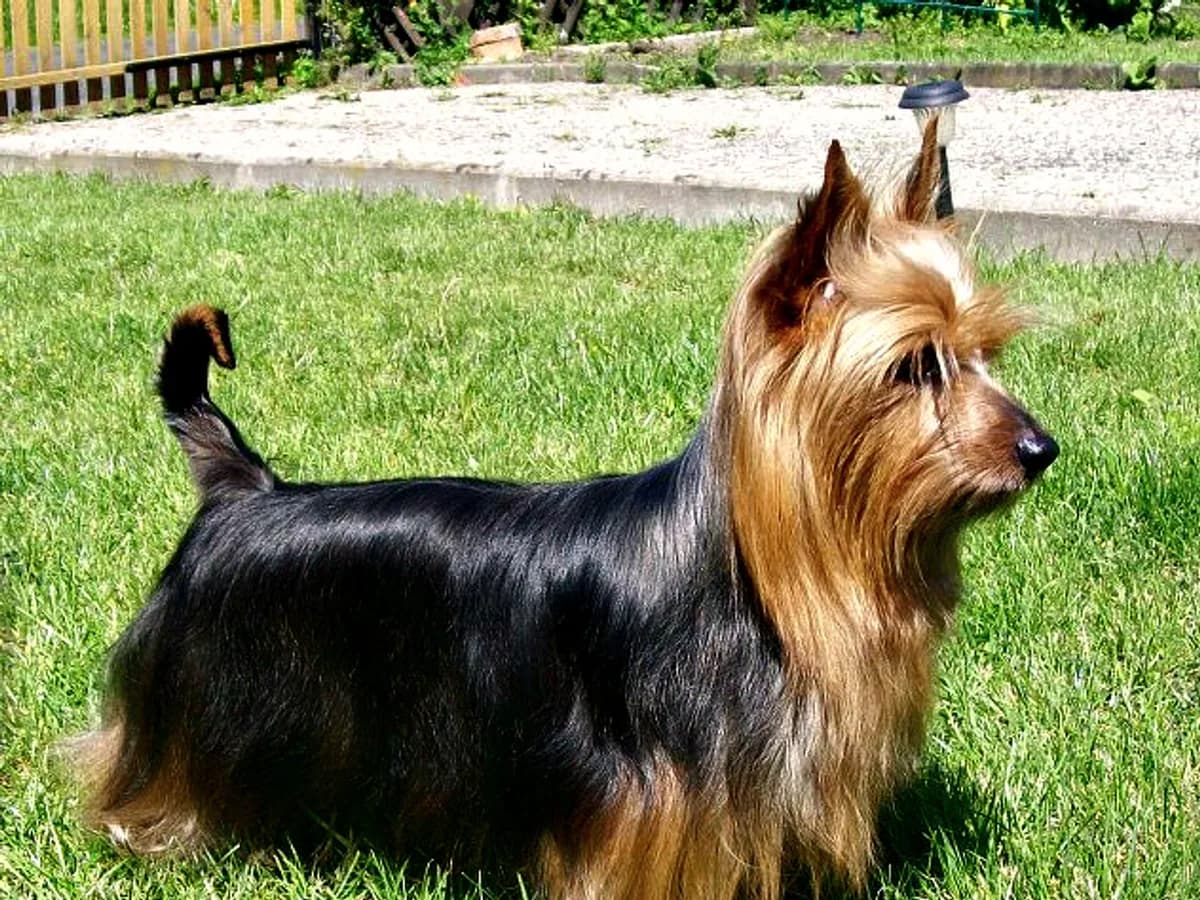 Australian Silky Terrier