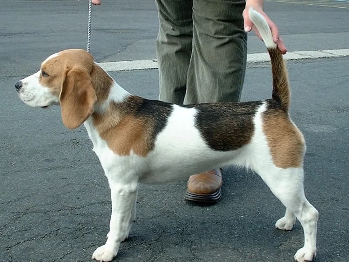 Beagle