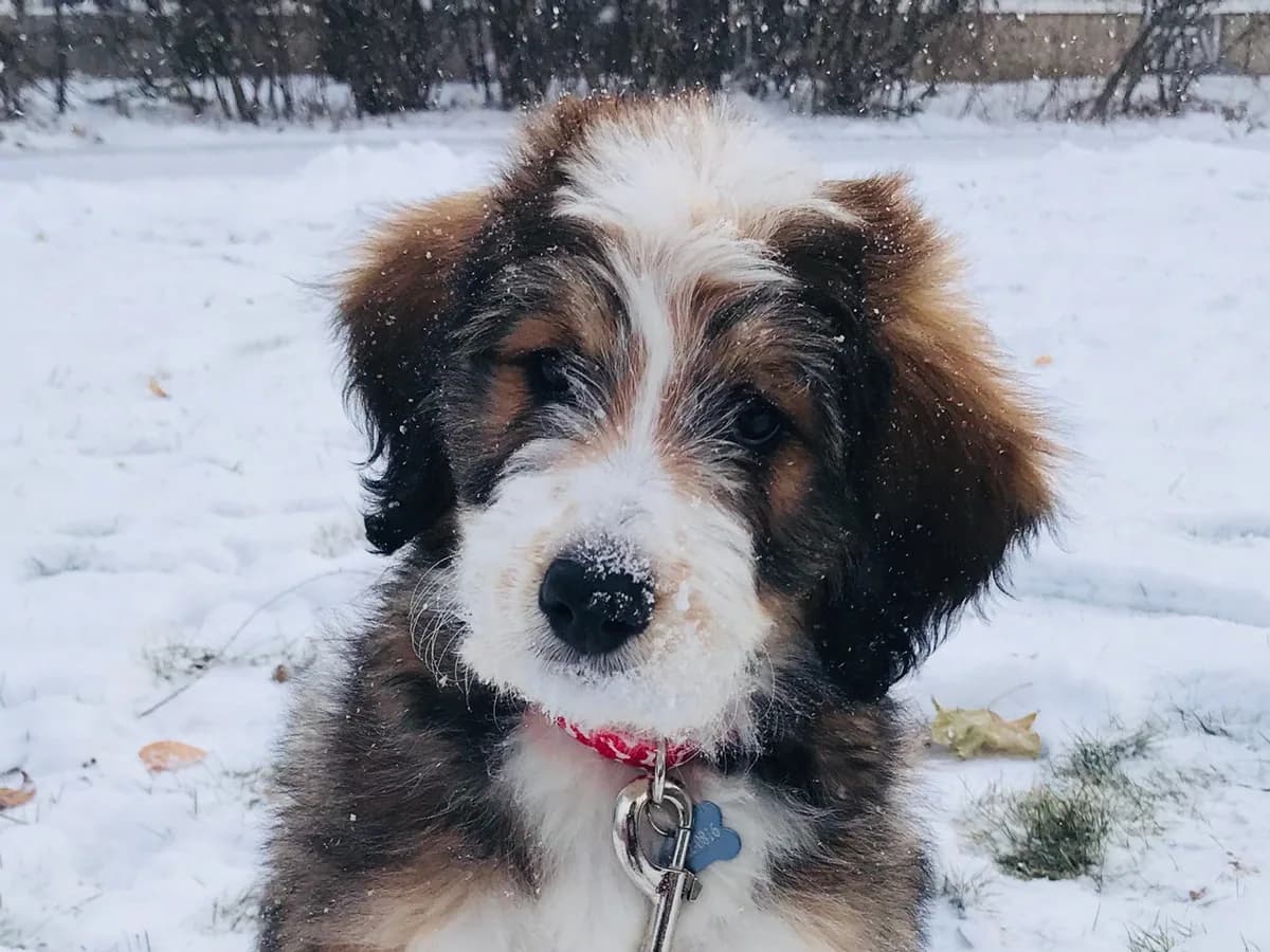Bernedoodle