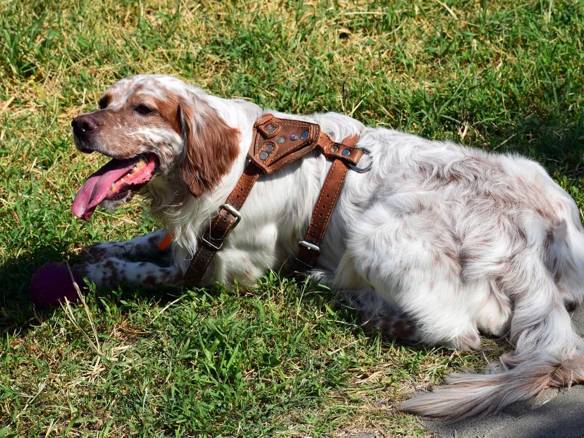 Brittany Spaniel