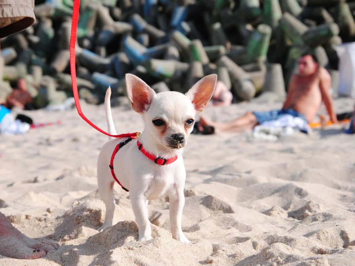 Chihuahua