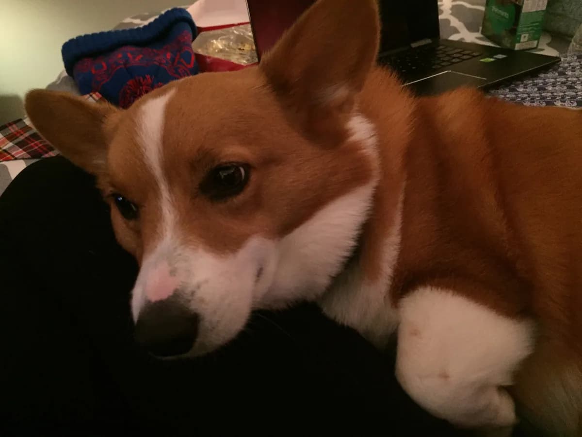Corgi