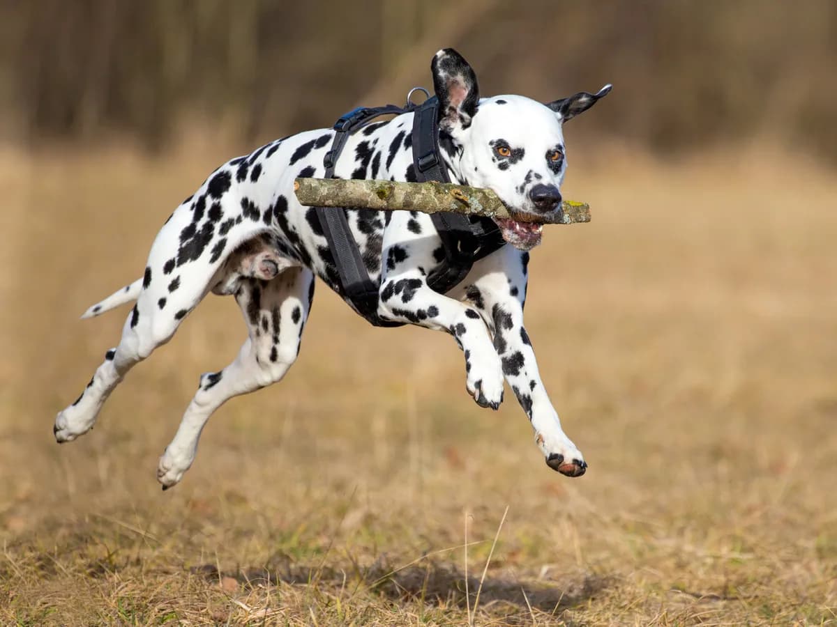 Dalmatian