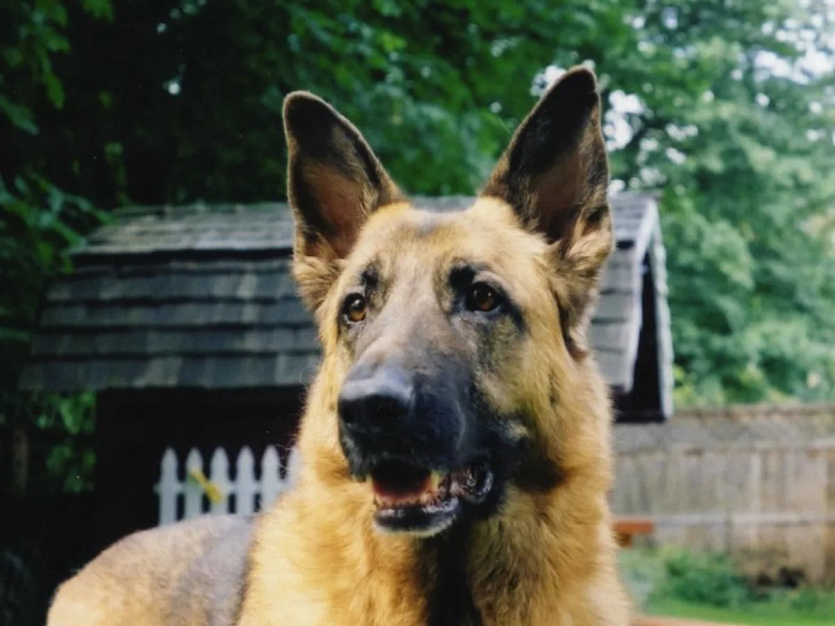 German Shepherd