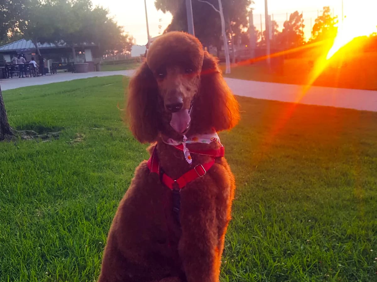 Giant Poodle