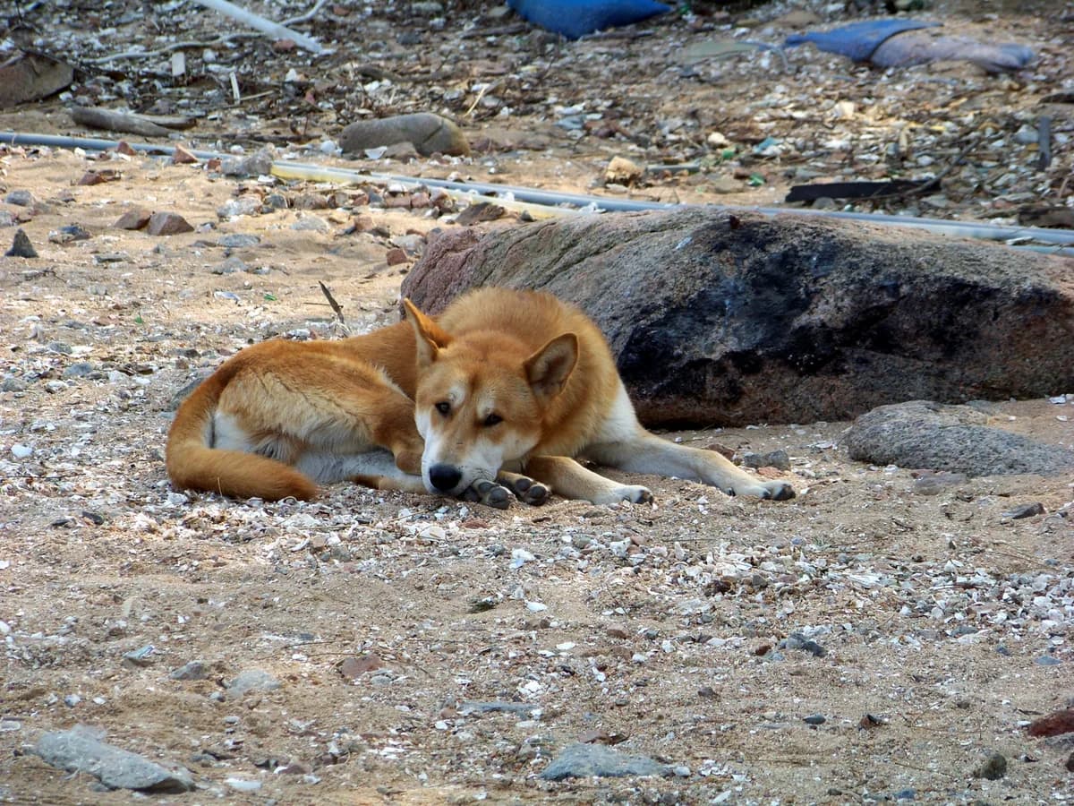 Korean Jindo