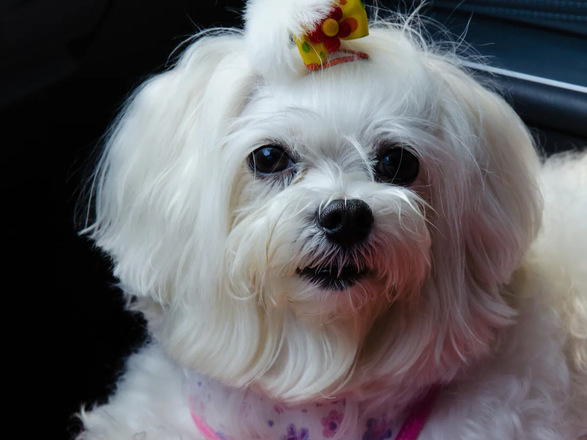 Maltese