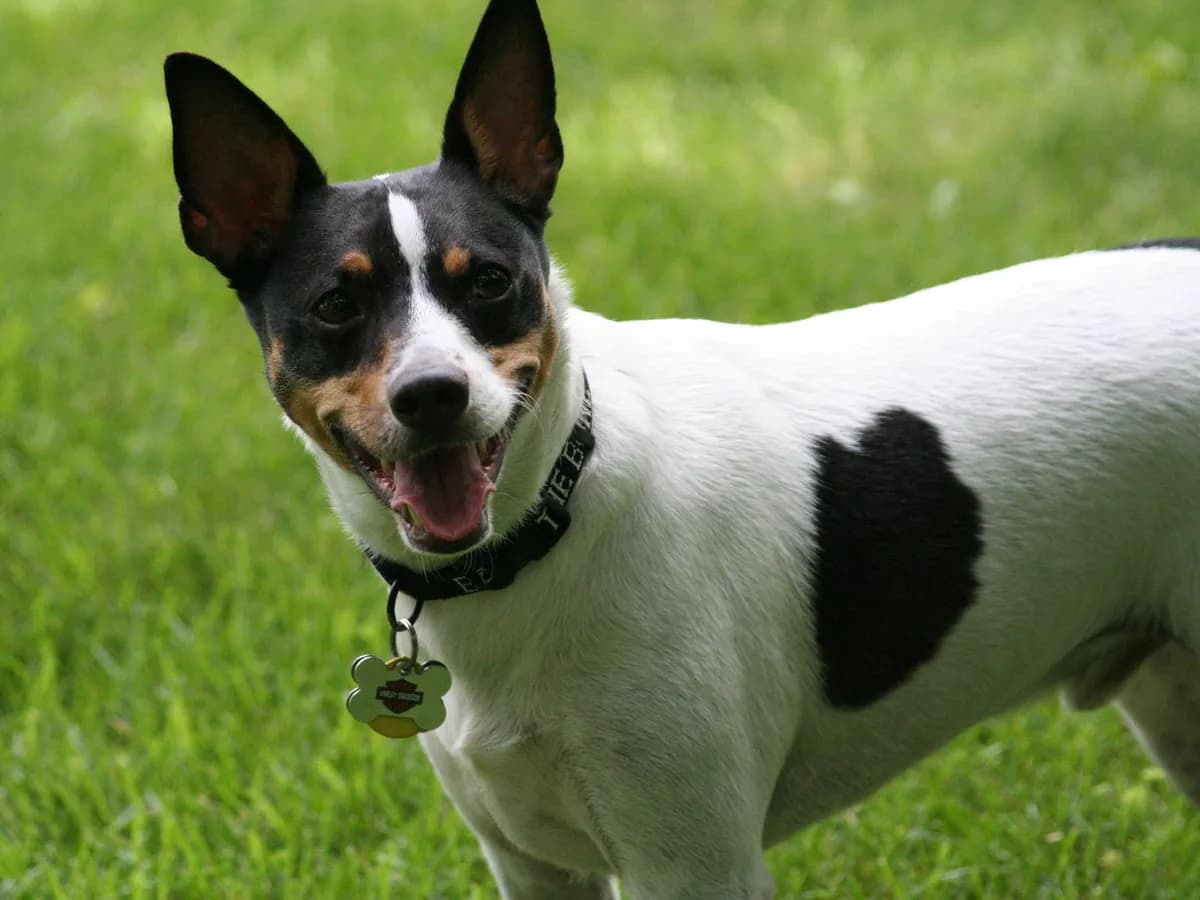 Rat Terrier
