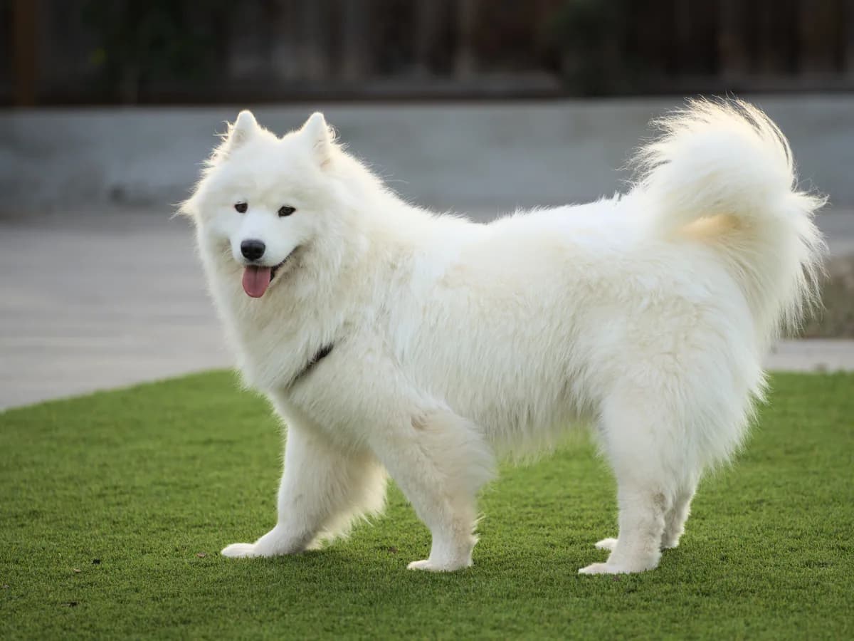 Samoyed