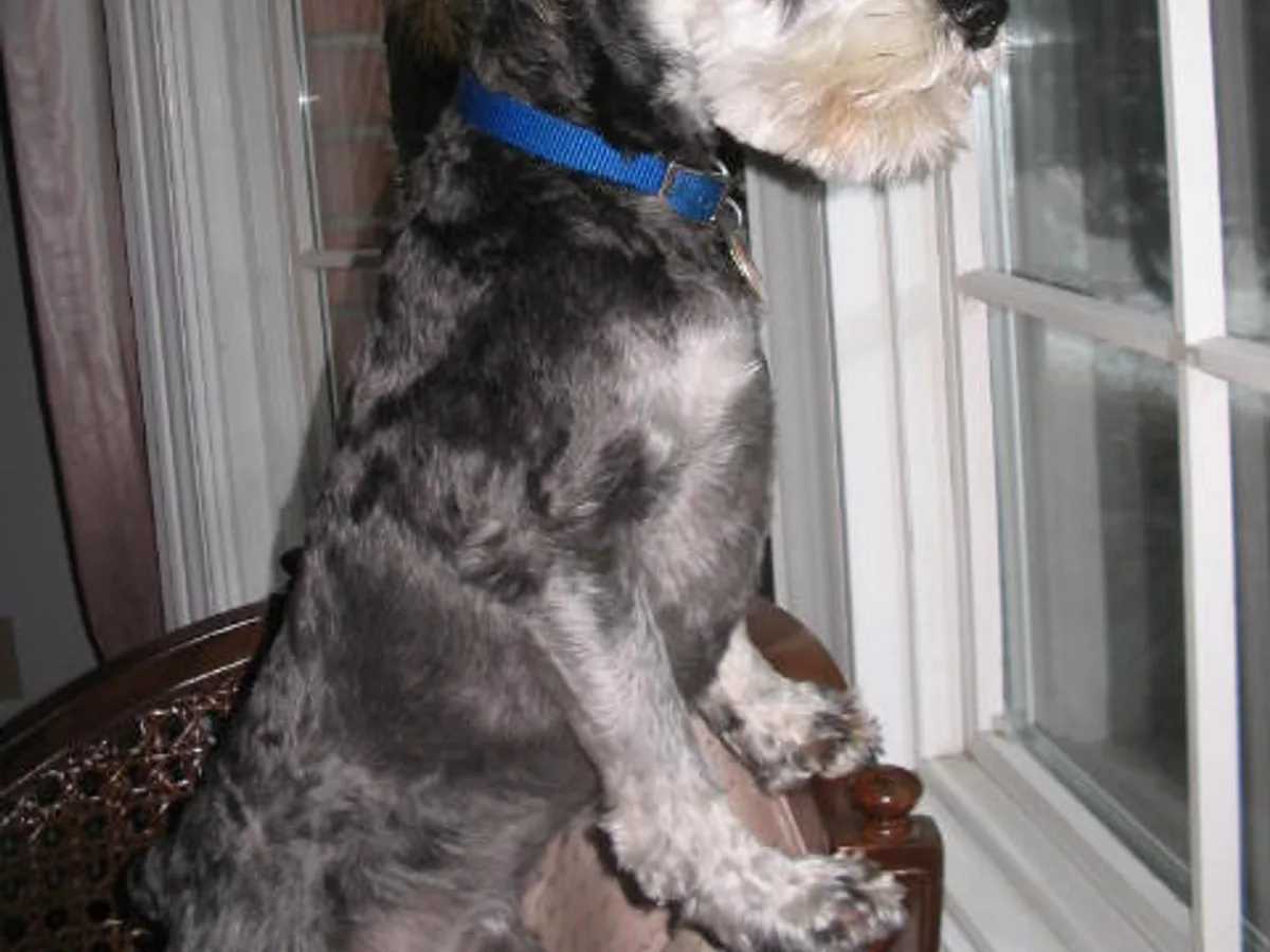 Schnauzer