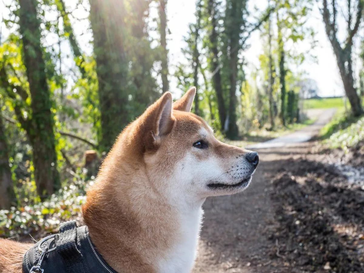 Shiba Inu