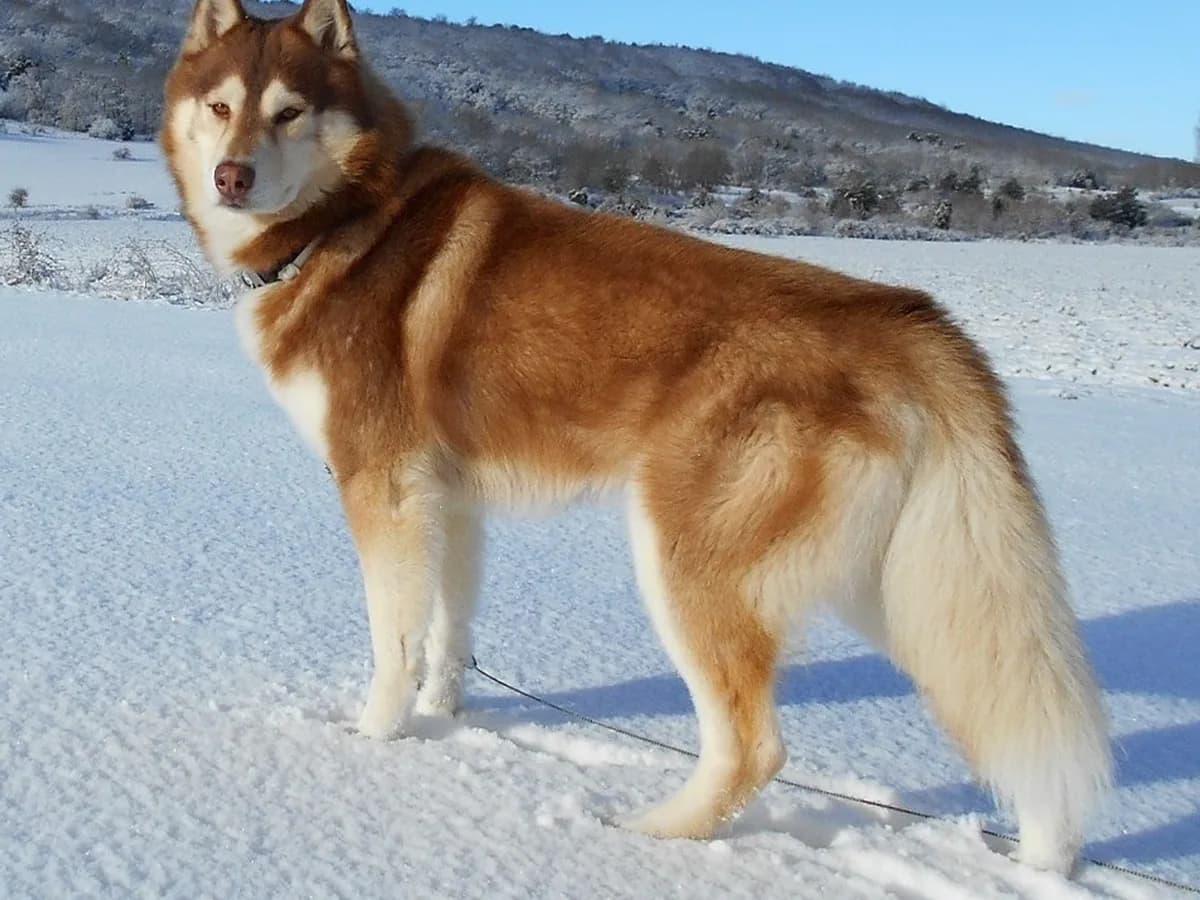 Siberian Husky