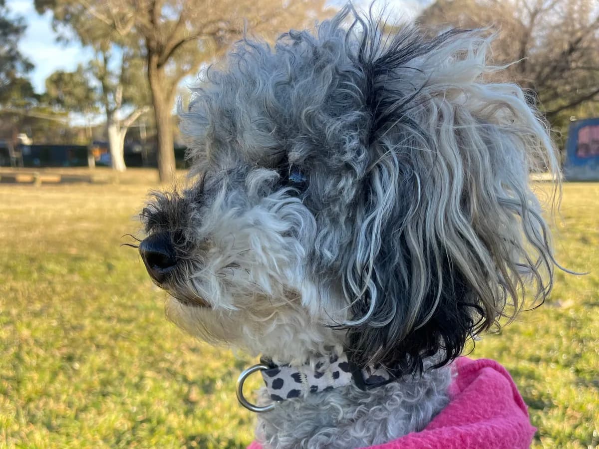 Toy Poodle