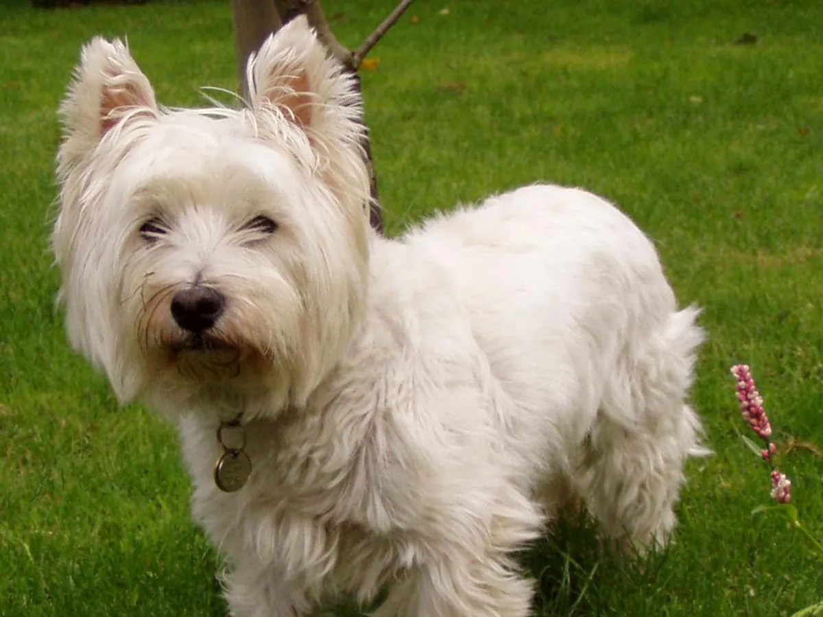West Highland White Terrier