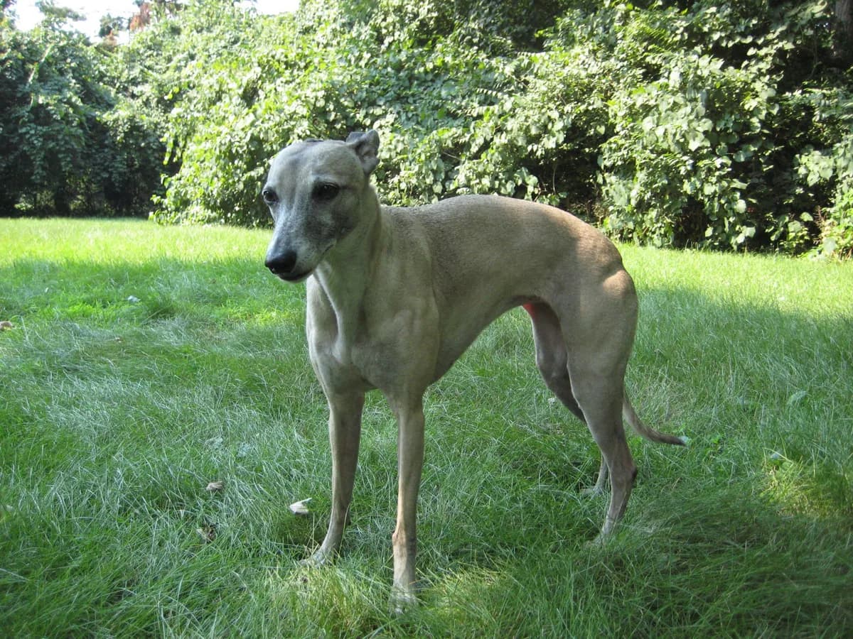 Whippet