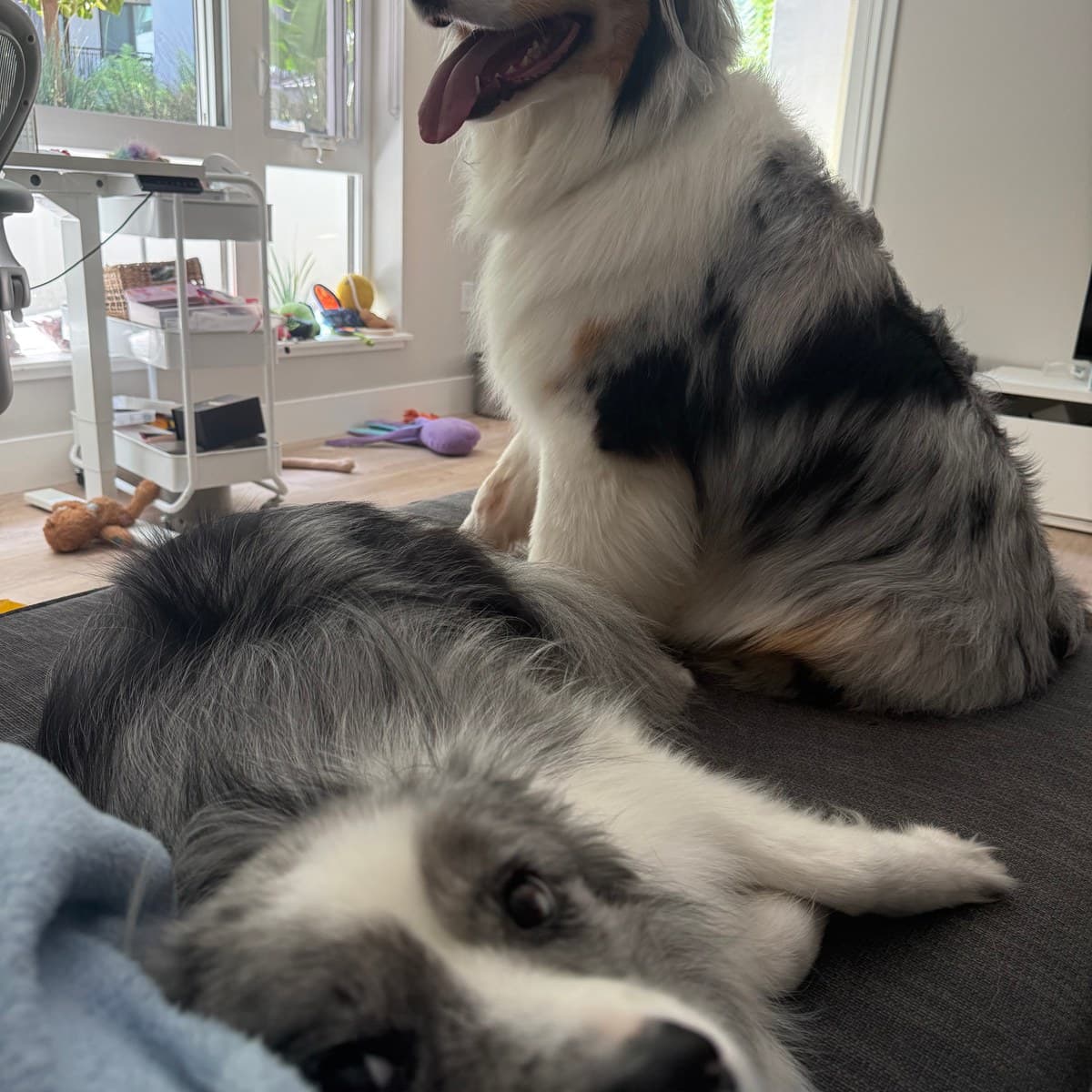 A happy dog staying with Stay With Luka
